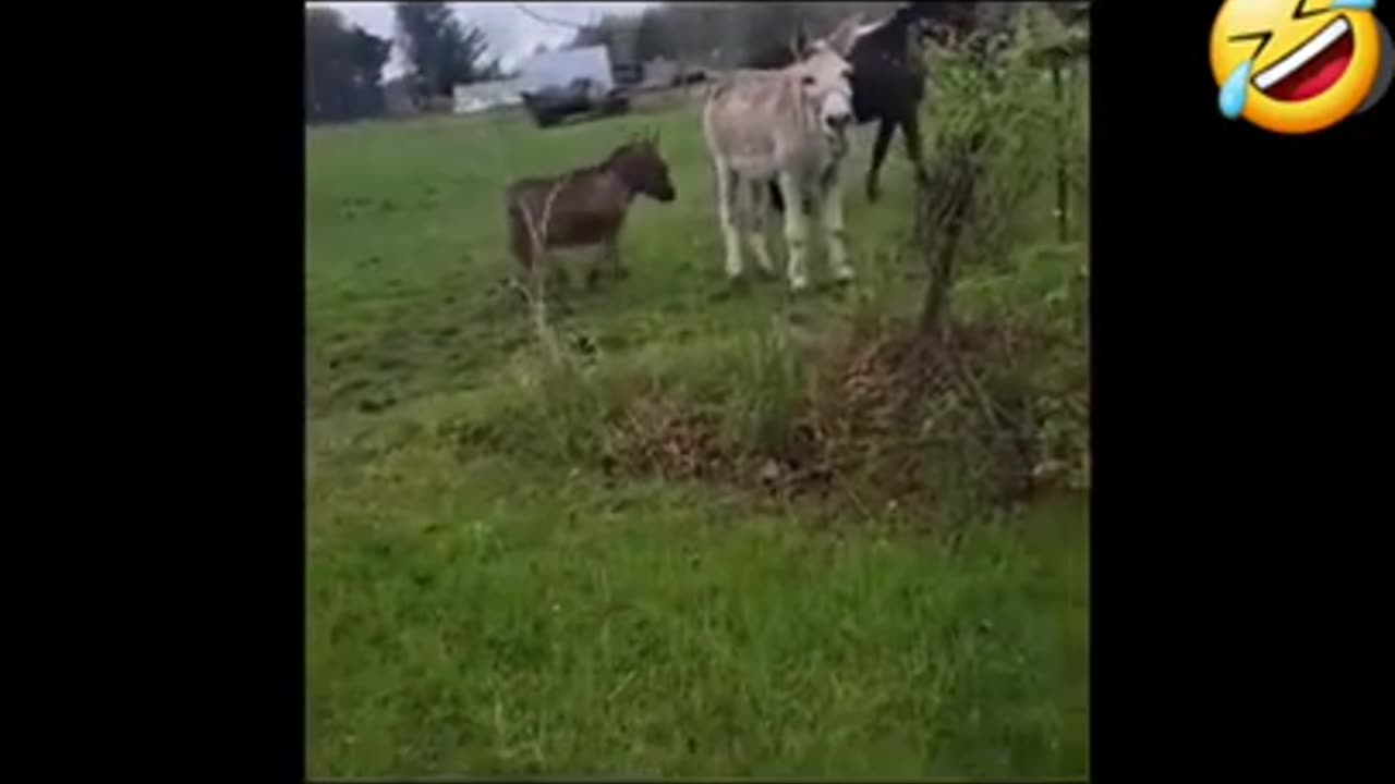 Donkey laughing funny short video