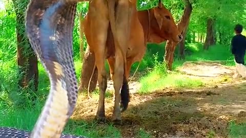 Animals body guard cobra