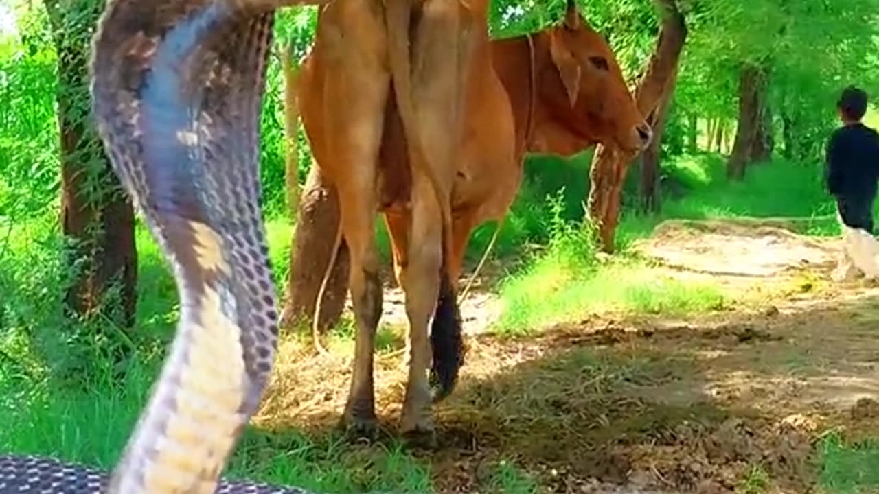 Animals body guard cobra
