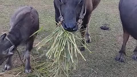 Domesticated Buffalo 🦬 - Discovering the Gentle Giants of the Farm