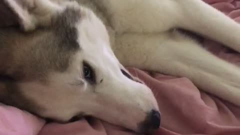 Husky wants more treats