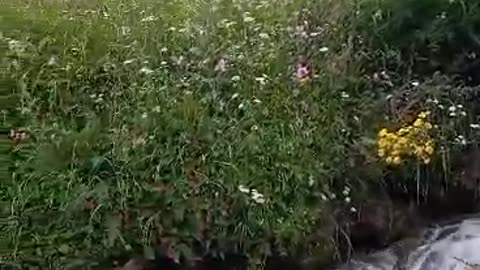 water fall