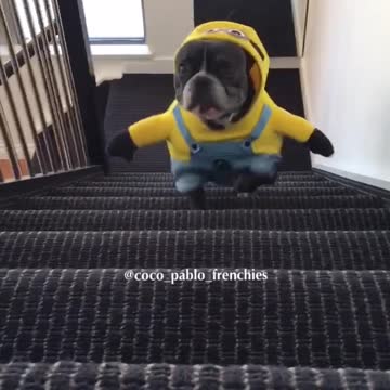 Bulldogs franceses desfilan sus adorables disfraces de Minion