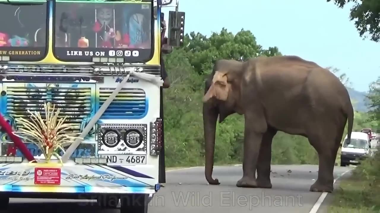 Srilankan Wild Elephant