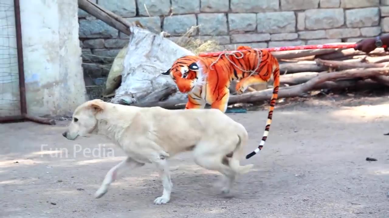 Funny dog video