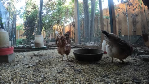 Backyard Chickens Fun Relaxing Video Sounds Noises Hens Roosters!