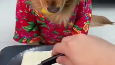 super funny dog videos😂😂