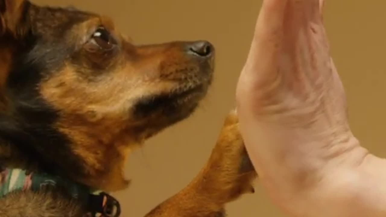 Dog training ideas