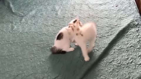 Cute Kittien Cute Cats Funny Video