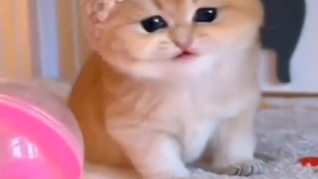 Funny videos 2022🤣 Funniest videos for cats
