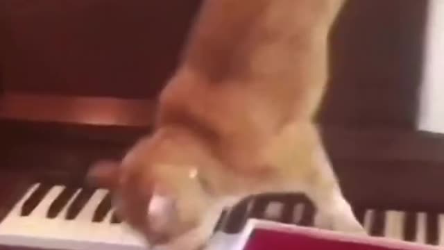 Cat composes a masterpiece on piano!