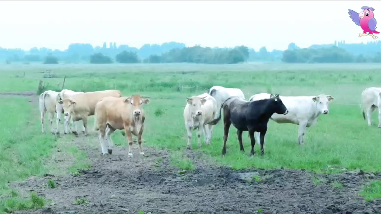 Cow Mowing Animal Video