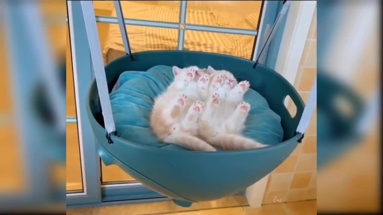 Cat funny video