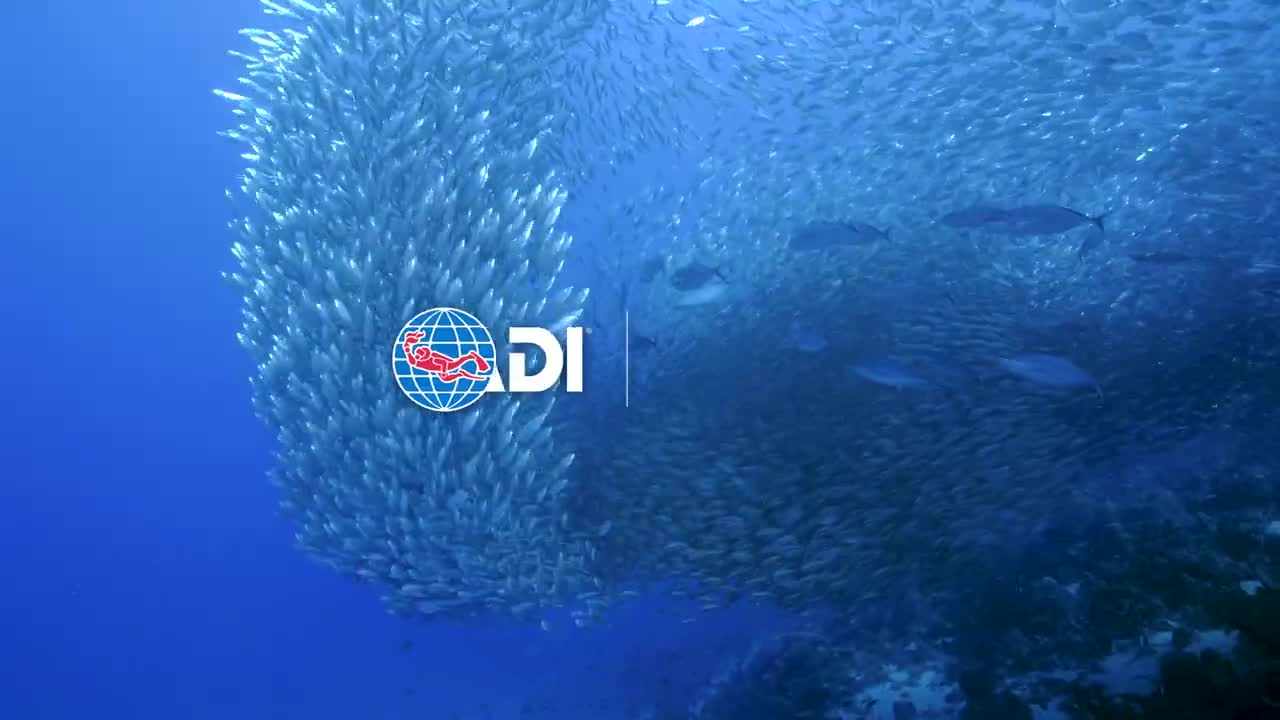 Dive In - Live Unfiltered