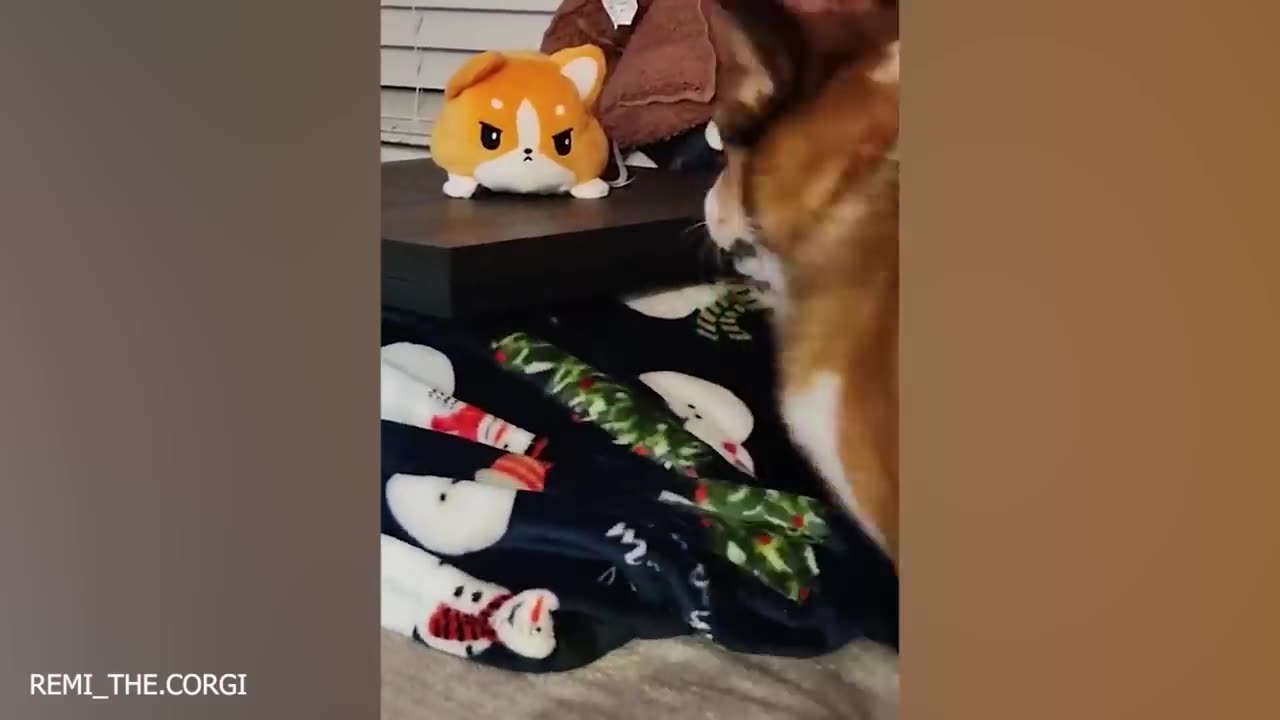Don't try to mess with πΆπ | cute animal video πβ€οΈ |