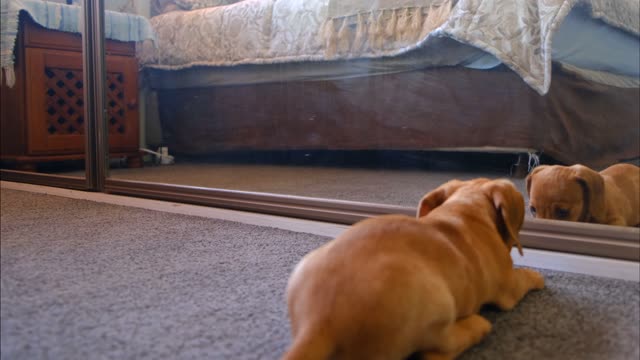 Dog sees its self in the mirror and goes crazy!