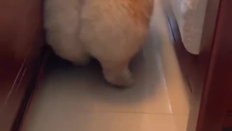 Puppy's Backdoor