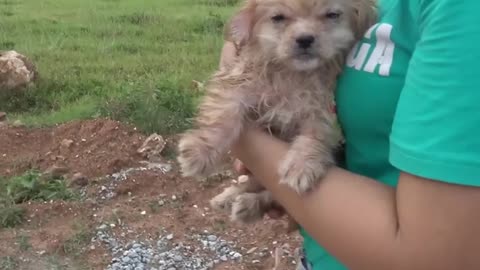 Alone puppy watching for his mother on Road