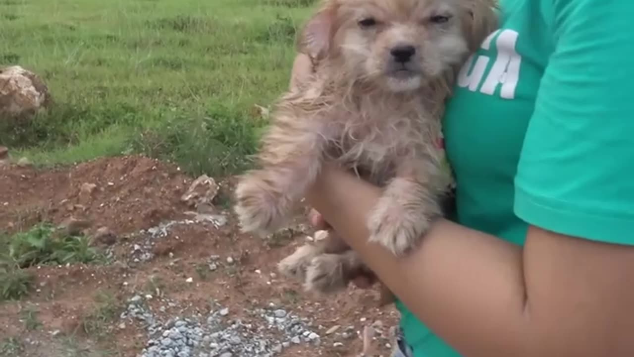 Alone puppy watching for his mother on Road