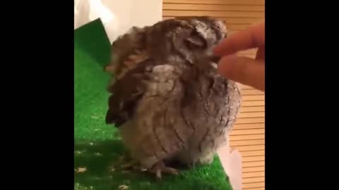 Owl enjoys his scratches