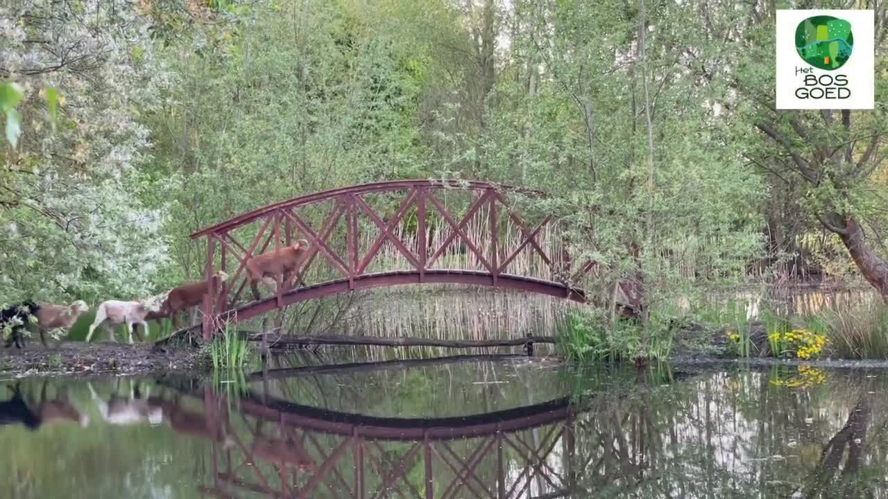 Lambs have playtime on the bridge.