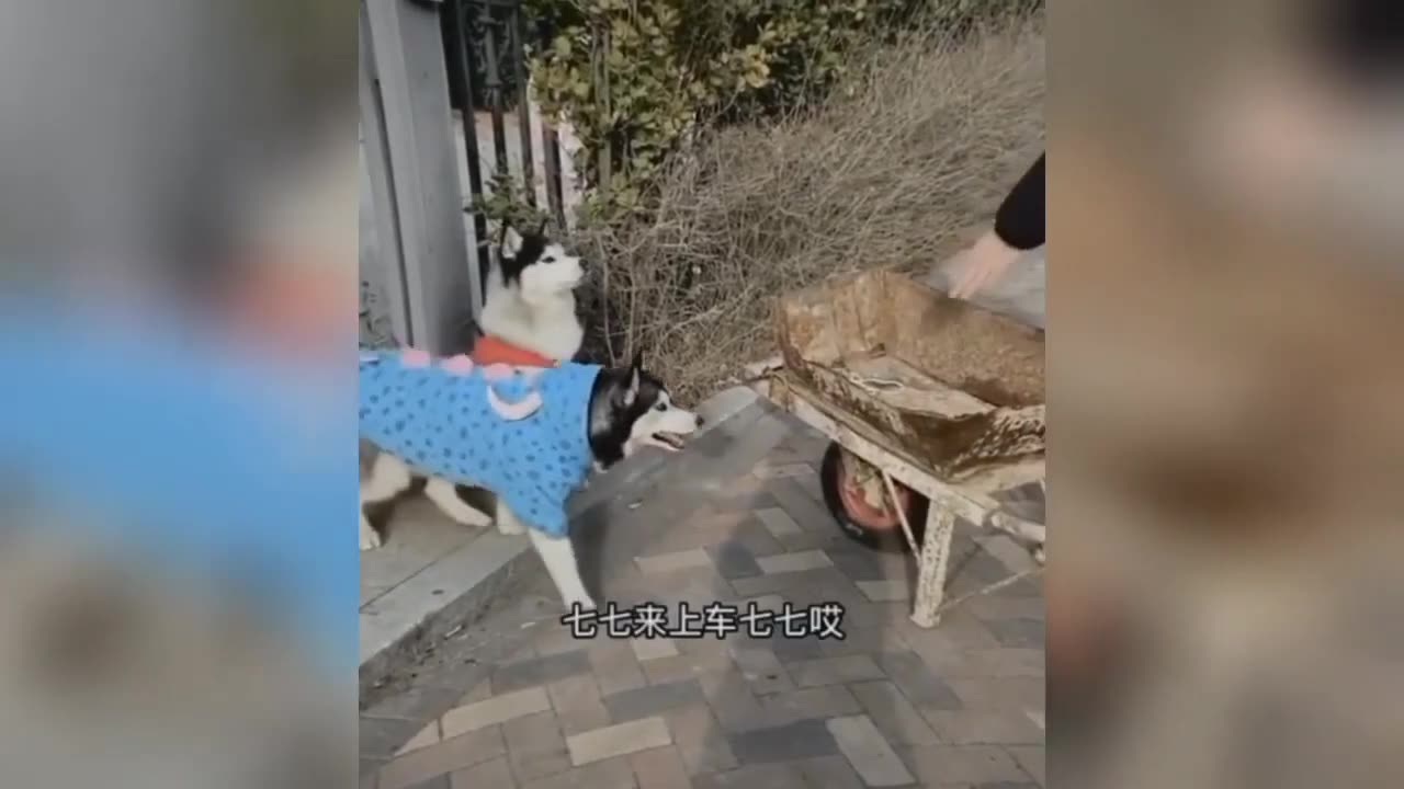 Animal funny best video