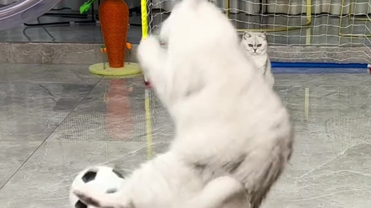 Funny animal 2