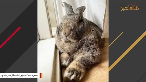 Woman accuses her bunny of acting like a dog