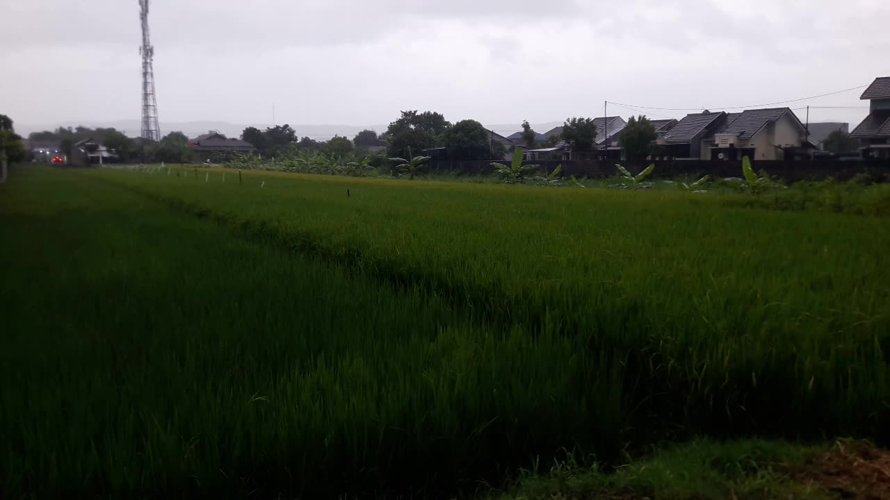 Calming Sounds of Rain in my Village Nature Sounds for Sleep and Meditation