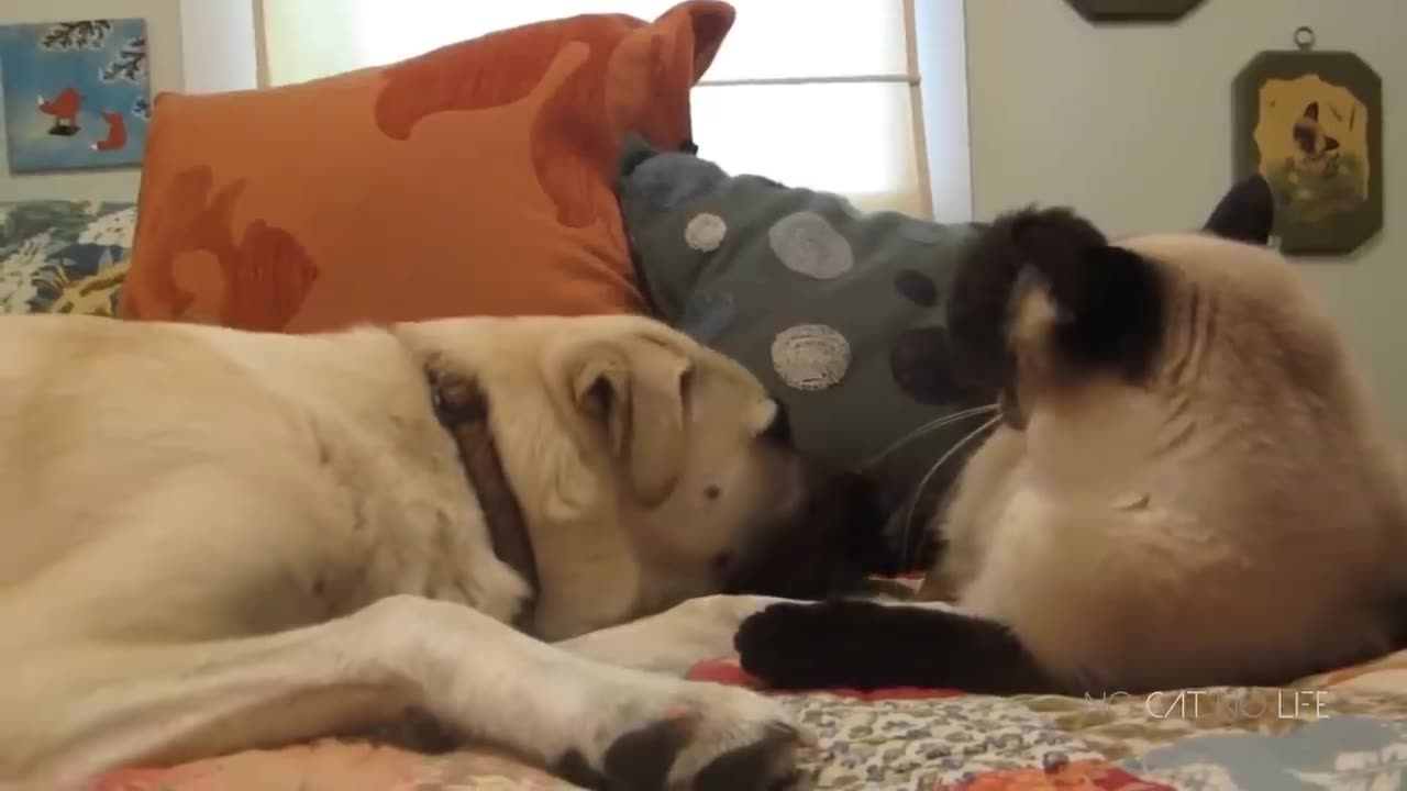 Cats and Dogs Funny
