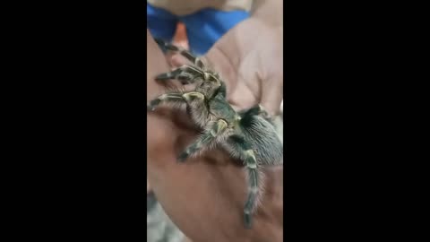 Chaku Tarantula