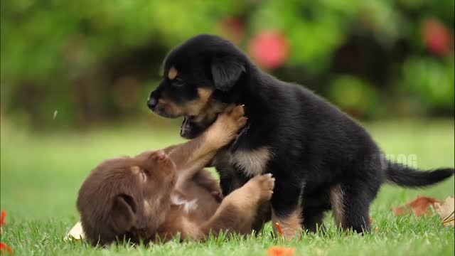 Cutest Puppies in the world Puppies Playing