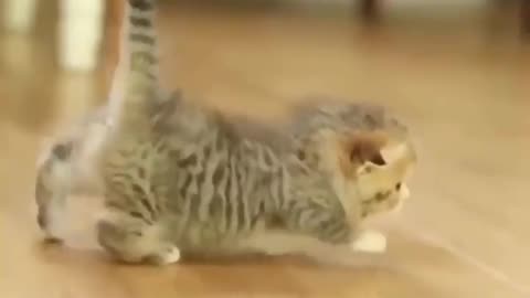 Cute baby Cat