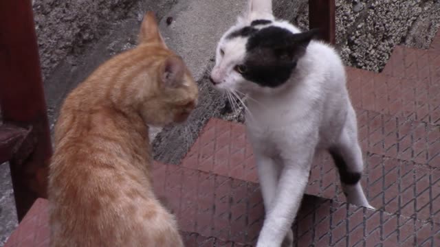 Cute and Funny Cat Videos Compilation 2021_ |03|_#shorts