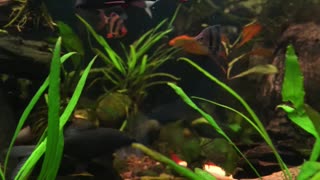 My Massive Asian Jungle Aquarium