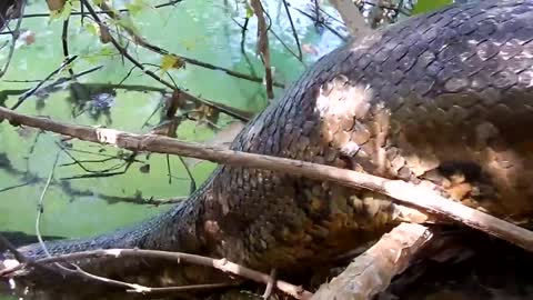 Anacondas in Brazil Adventure - BigAnimals Global Expeditions