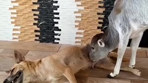 Dog feeding milk to calf