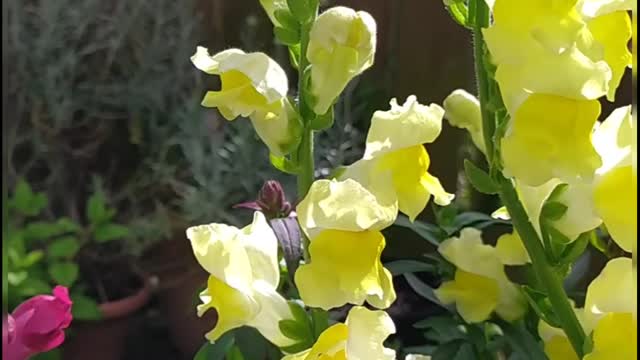 Yellow snapdragons