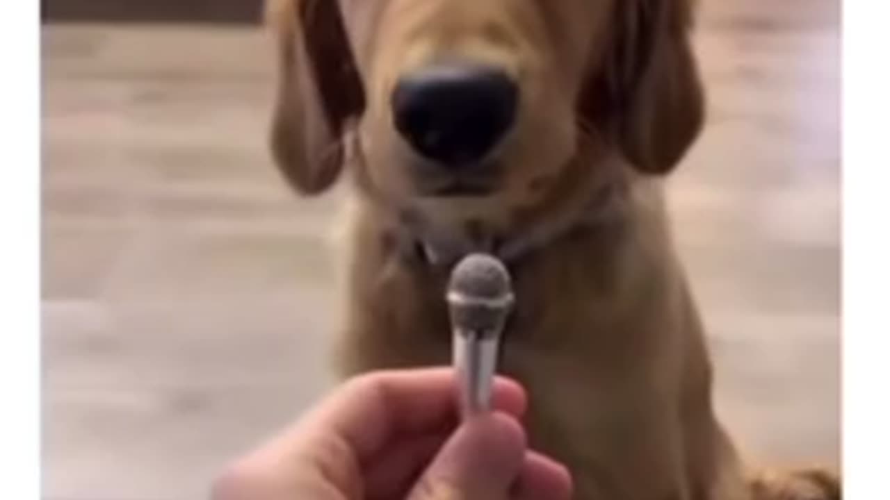 Interviewing with dog