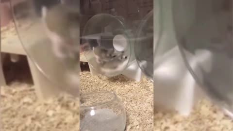 fast running hamster