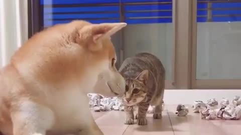 Dog and cat funny video.