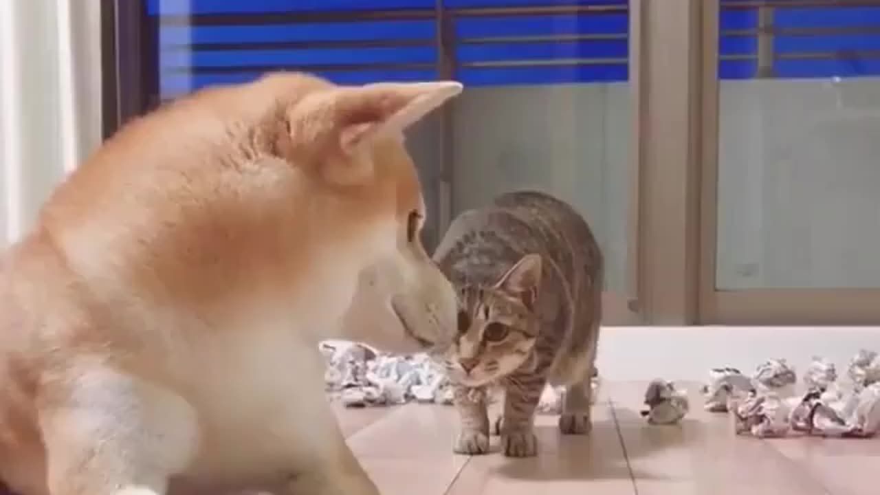 Dog and cat funny video.