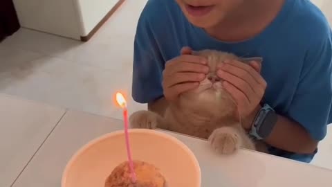 cute cat | cat birthday celebration 🥳🎉 #catlover #catvideos #catshorts #shorts #cat #youtubeshorts