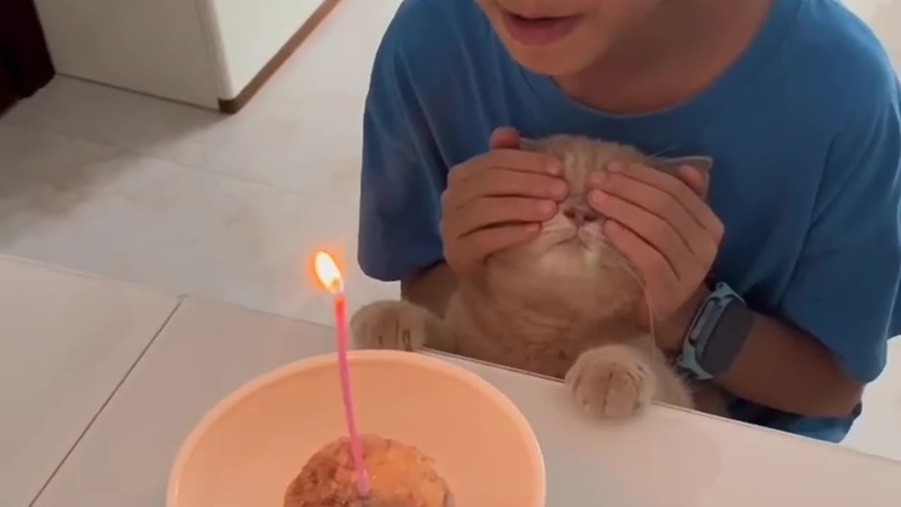 cute cat | cat birthday celebration 🥳🎉 #catlover #catvideos #catshorts #shorts #cat #youtubeshorts