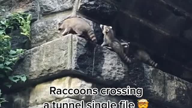 Raccoons crossing a tunnel single file