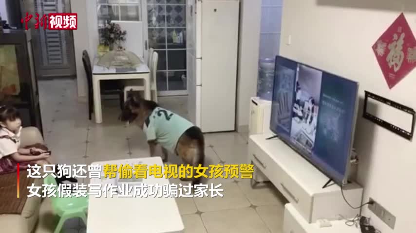 The owner is not at home, and the dog opens the door alone to receive the courier