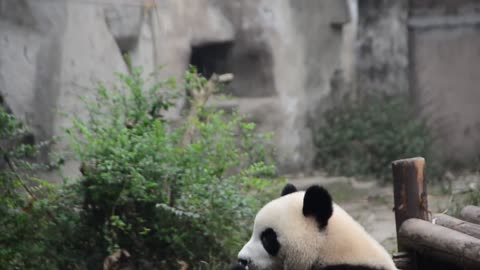 Panda Eating Apple