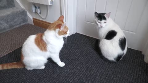 My Cat Is Excited To See The Neighbours Cat