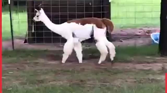 Alpaca Chases Dog | LADbible