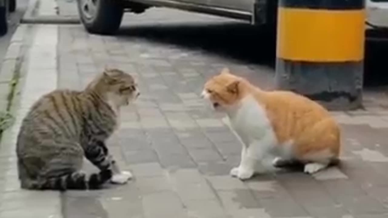 Dog and cat funny video